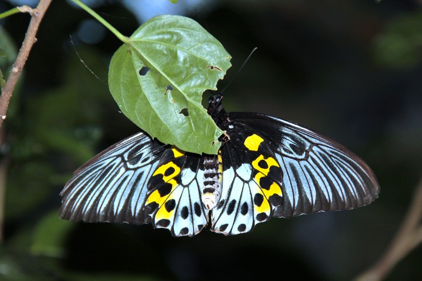 Kupu-kupu bercorak tutul yang berasal dari Pulau Jawa