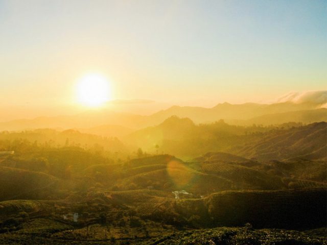 Sejuknya Suasana Hijau Perkebunan Teh “Malino Highlands”