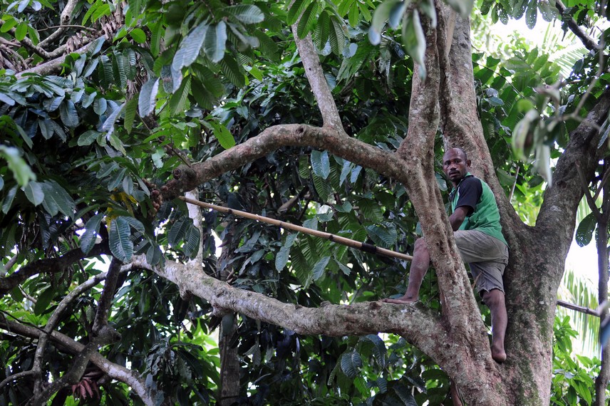 Masyarakat Papua biasa memanen buah ini dengan menggunakan galah dan naik ke atas pohon Matoa