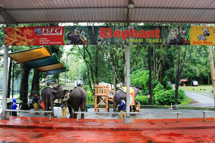 Menunggang gajah sambil mengelilingi hutan hujan tropis di kaki Gunung Gede-Pangrango menjadi pilihan wisata yang menyenangkan