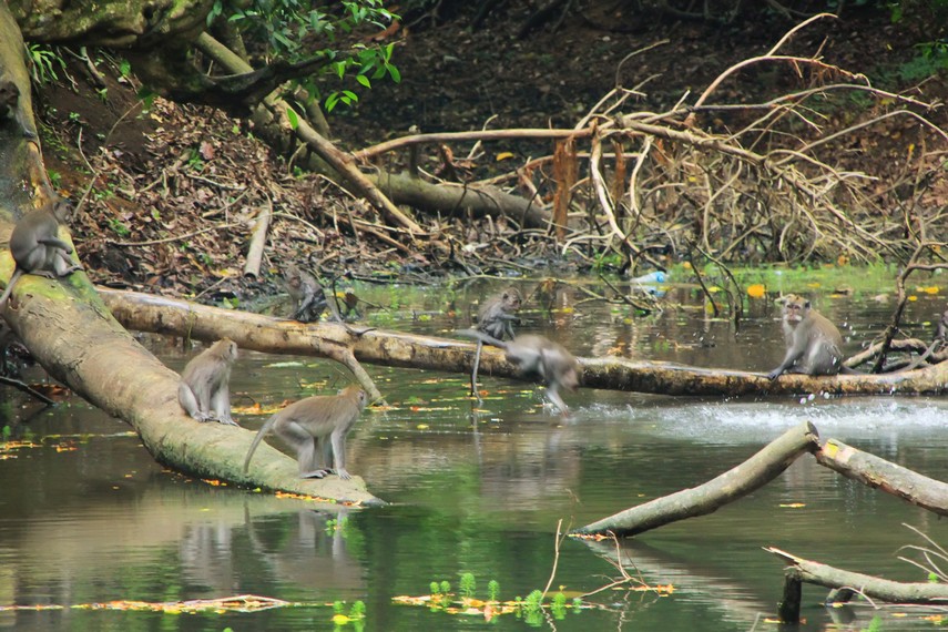 Monyet ekor panjang yang berkelompok di wilayah Hutan Suranadi menjadi hiburan tersendiri bagi pengunjung