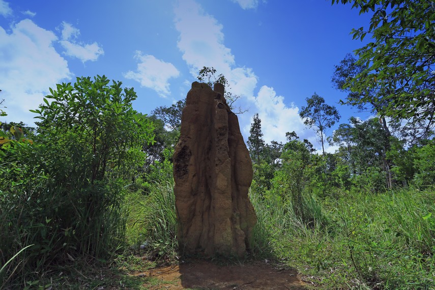 Musamus, rumah rayap yang menjulang tinggi di atas permukaan tanah