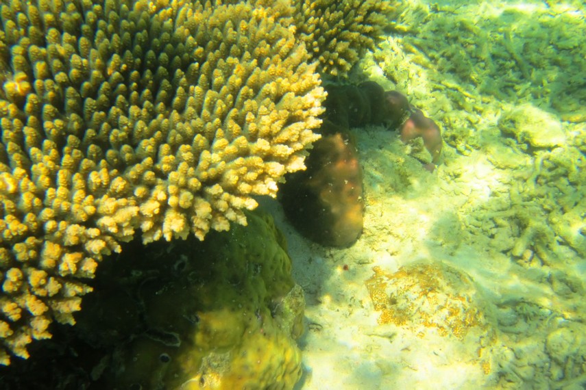 Pemandangan bawah laut Pulau Samalona terkenal hingga penjuru dunia