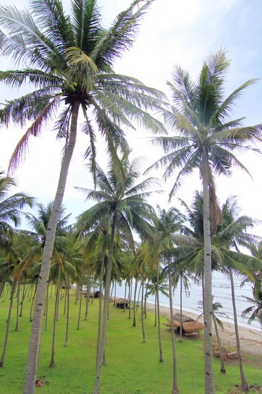 Pengunjung juga bisa menikmati buah kelapa yang pohonnya banyak terdapat di pesisir pantai