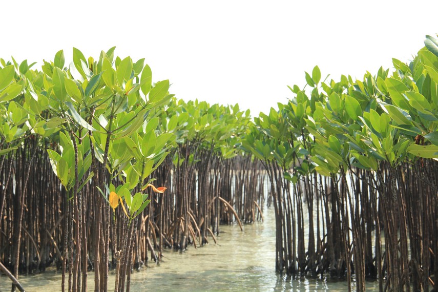 Pepohonan bakau yang banyak tumbuh di sekitar Pulau Karya