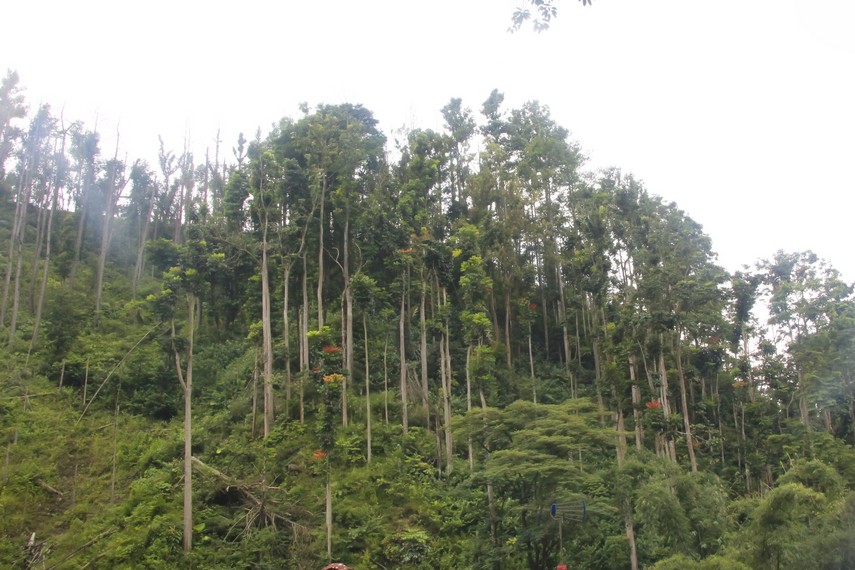 Pepohonan di Lereng Gunung Merapi yang memberikan kesejukan