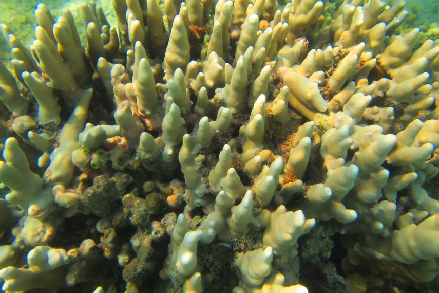 Perairan Pulau Air memiliki alam bawah laut yang sangat indah