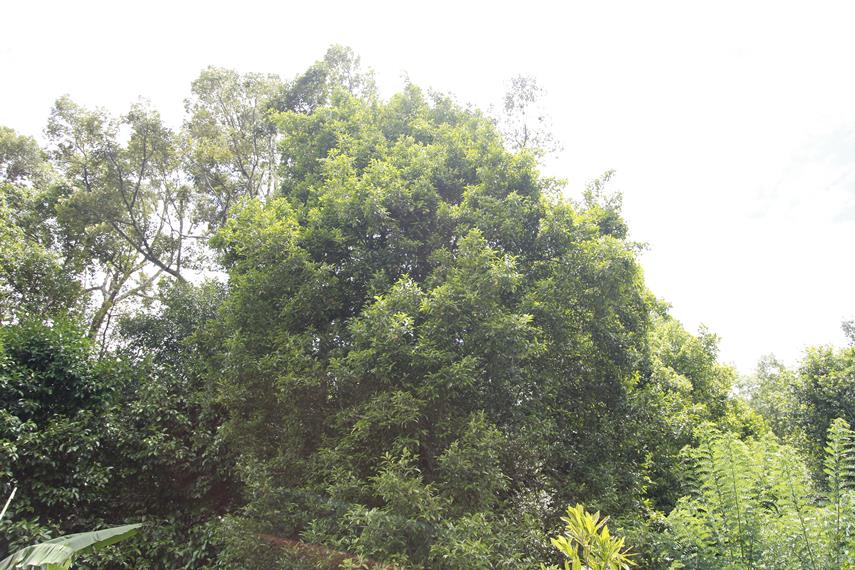 Pohon Pala