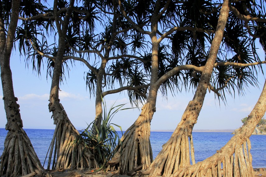 Pohon dengan bentuk unik menjadi salah satu keindahan saat mengunjungi Pantai Kencana