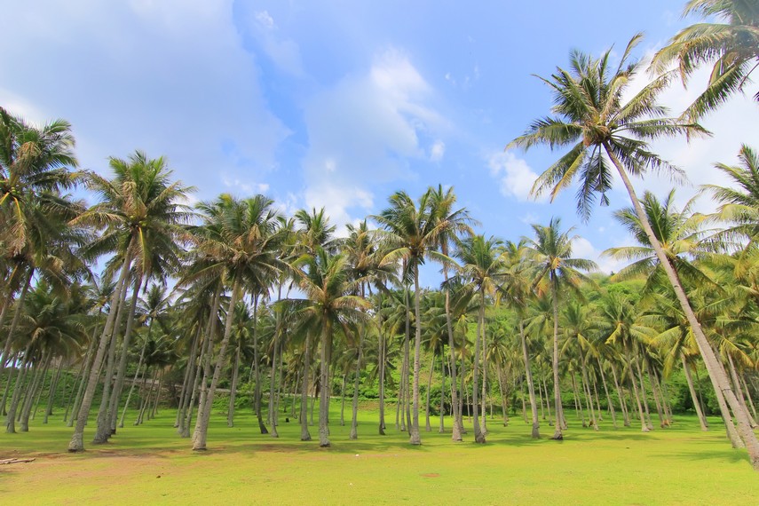 Pohon kelapa menjadi latar belakang Pantai Mangsit yang menambah teduh suasana pantai