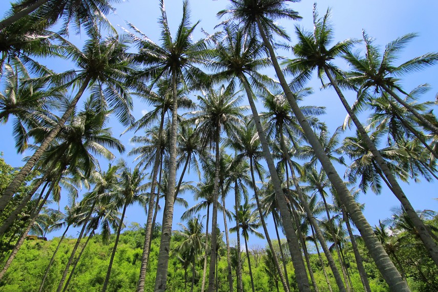 Pohon kelapa yang menjulang tinggi menjadi latar belakang yang cantik di Pantai Malimbu