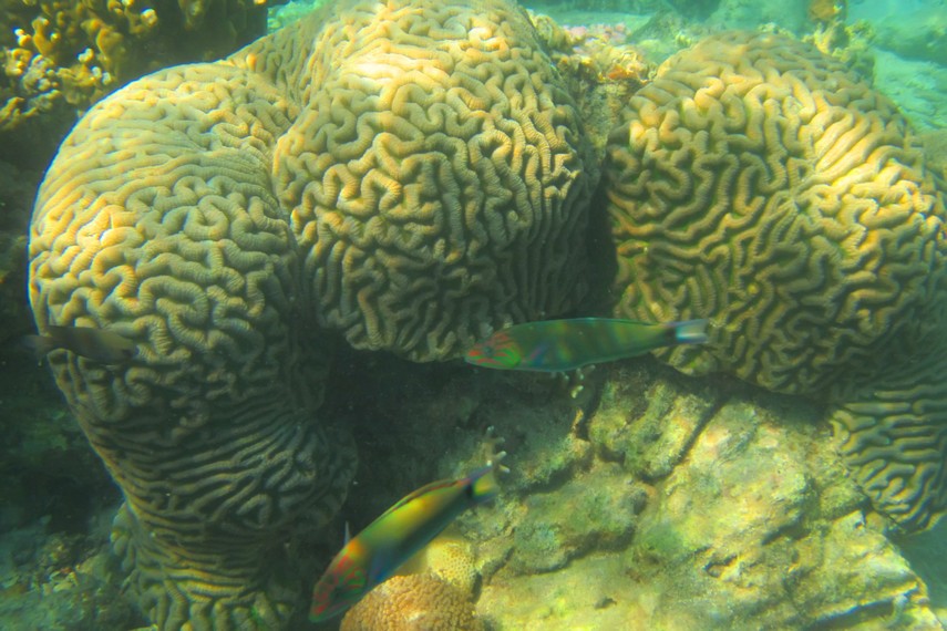 Pulau Air memiliki spot-spot yang kaya akan biota laut seperti ikan-ikan dan terumbu karang beraneka warna