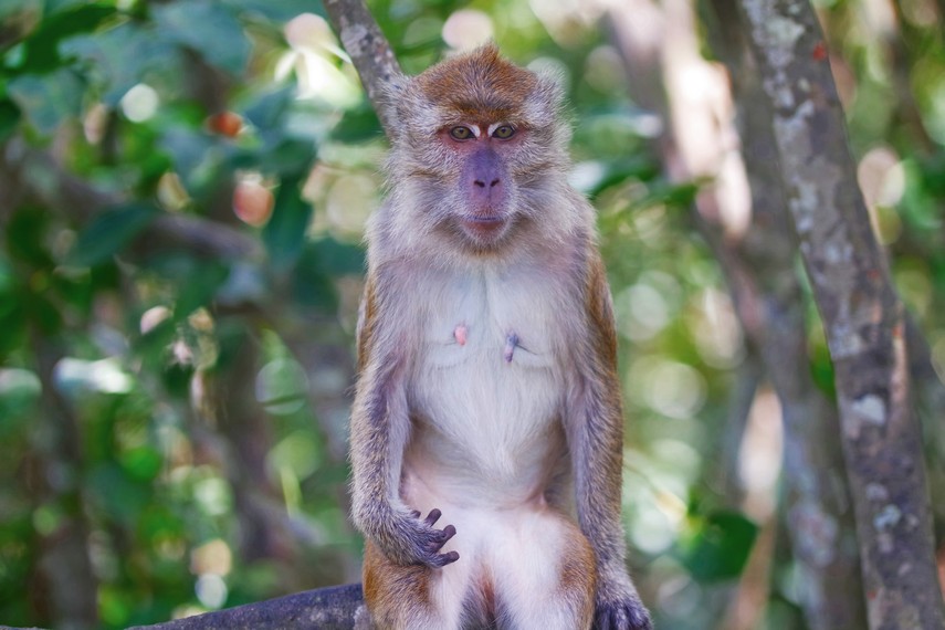 Pulau Kembang merupakan habitat bagi kera berekor panjang (monyet)