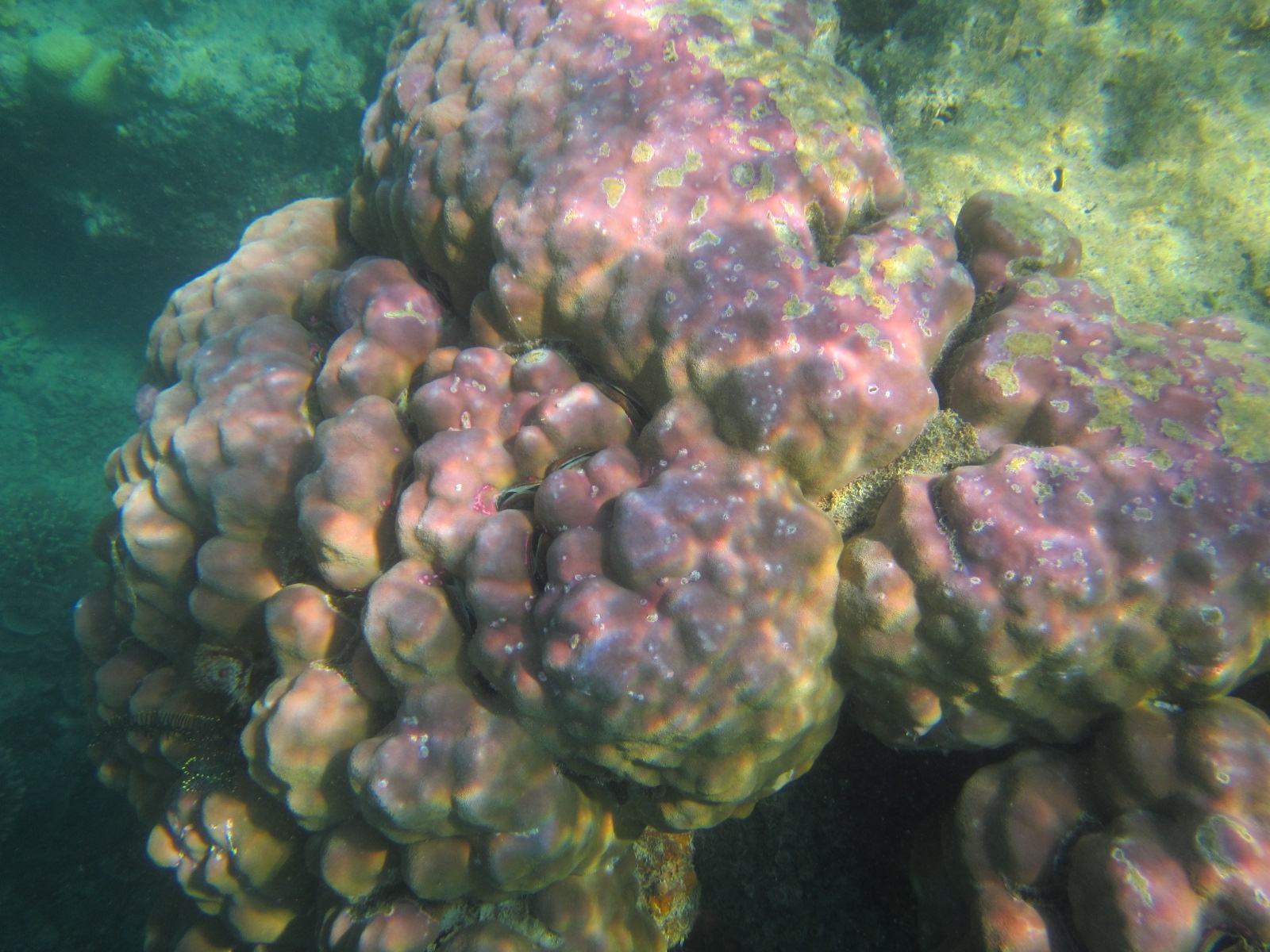 Pulau Putri juga menyajikan alam bawah laut yang bisa mempesona siapa saja yang melihatnya