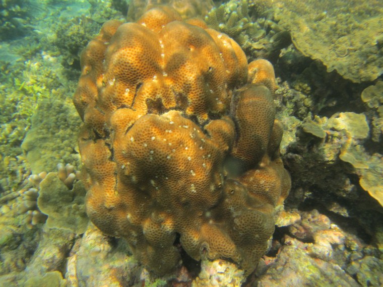 Pulau Payung Besar menyajikan berbagai jenis biota laut yang indah, salah satunya terumbu karang