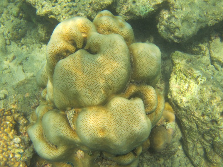 Terumbu karang dengan warna-warna indah juga menjadi salah satu kelebihan di Pulau Tikus