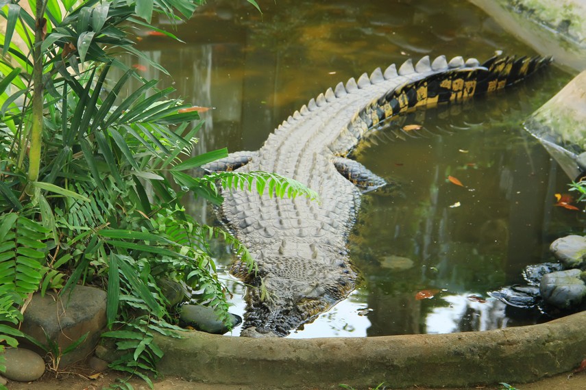 Seekor buaya besar menjadi salah satu koleksi andalan dari Museum Komodo dan Taman Reptilia
