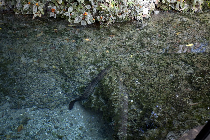 Seekor ikan Morea yang sedang beristirahat diantara karang
