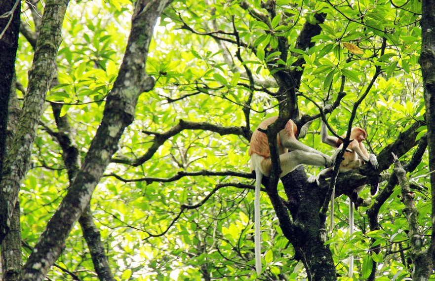 Selain melihat berbagai spesies tumbuhan hutan bakau, pengunjung juga bisa melihat monyet bekantan di sini