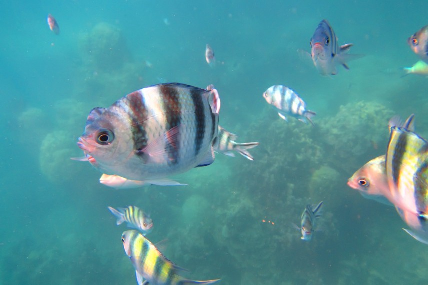 Selain terumbu karang, ikan-ikan beraneka warna juga banyak terdapat di Pulau Air