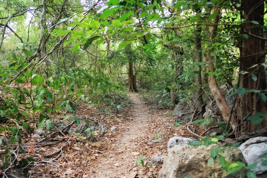 Selama perjalanan menuju Air Terjun Sengalo, pengunjung akan ditemani pepohonan rindang di Hutan Cagar Alam Pulau Moyo