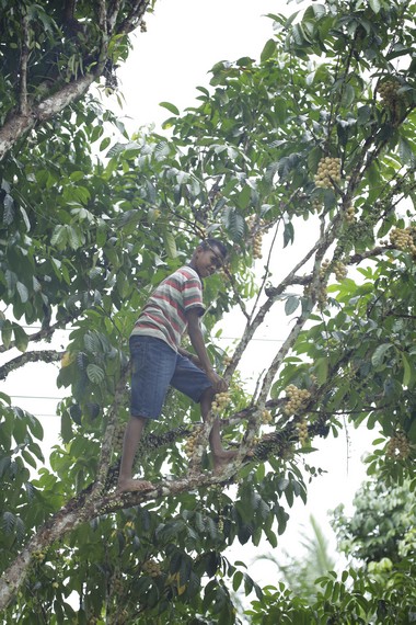 Seorang anak sedang memetik buah langsat langsung di atas pohon