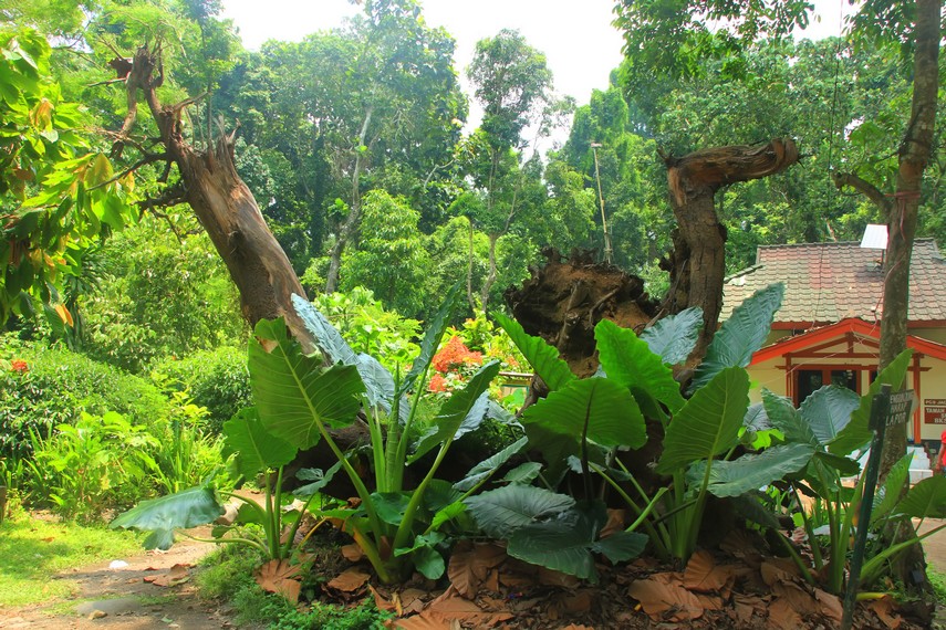 Sisa batang pohon yang sengaja dibiarkan dan dijadikan dekorasi di kawasan hutan ini