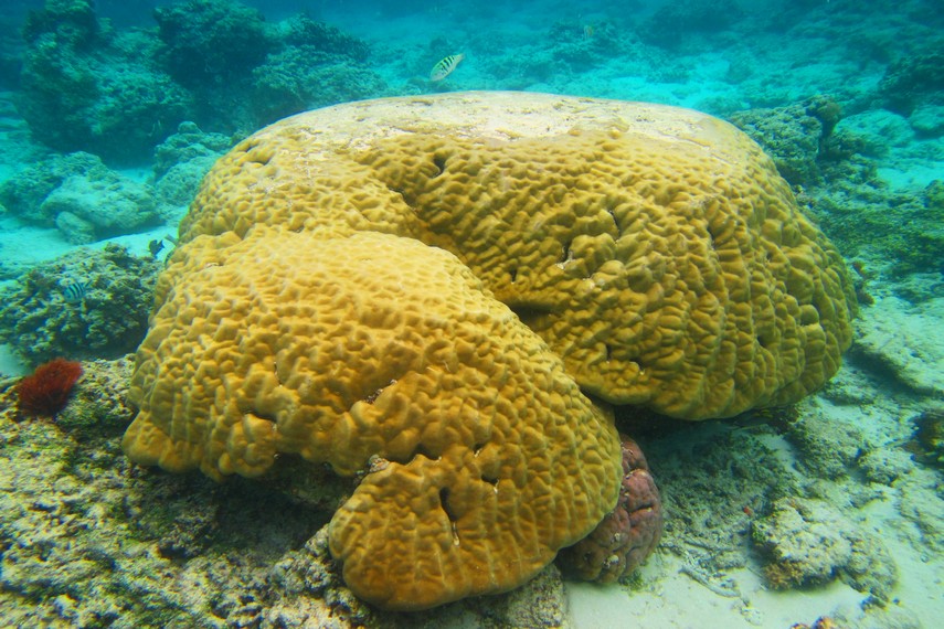 <i>Snorkeling</i> sambil melihat terumbu karang berukuran besar menjadi hal yang sangat menyenangkan