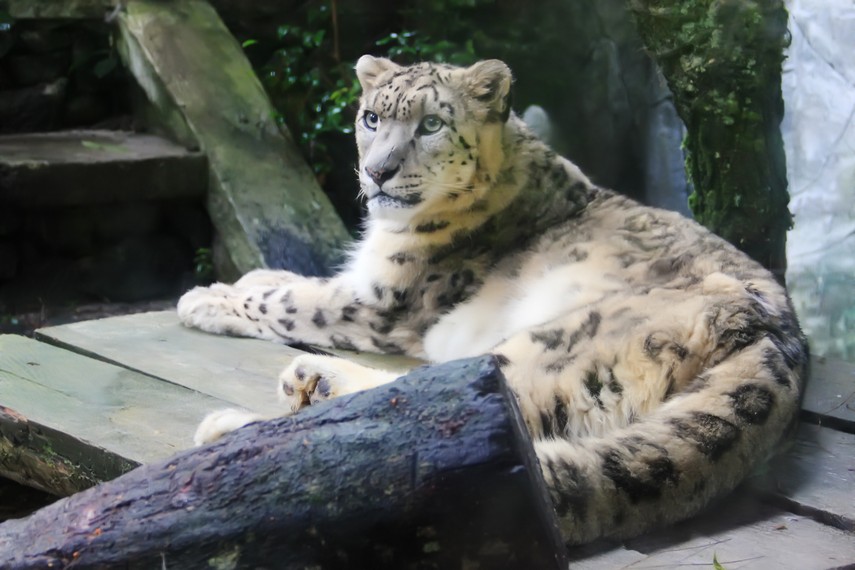 Snow leopard, macan tutul salju, salah satu hewan liar yang masih bayi. Hewan ini bisa ditemukan di wahana Baby Zoo