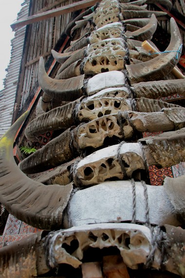 Tanduk kerbau yang dikorbankan dalam upacara Rambu Solok kemudian dipajang di depan tongkonan sebagai lambang prestise