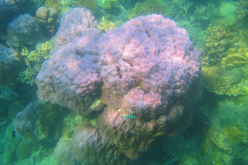 Terumbu karang yang ada di perairan Pulau Air menjadi tempat hidup aneka ikan