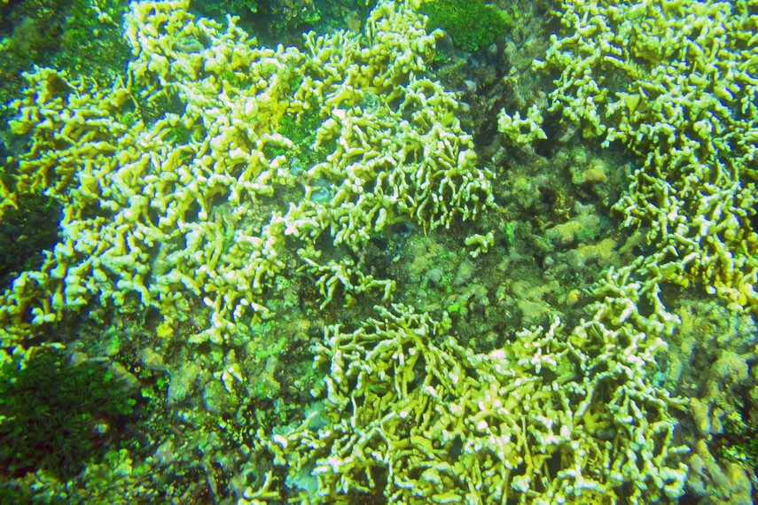 Terumbu karang yang bisa Anda lihat bila Anda snorkeling di sekitar Pulau Kiluan