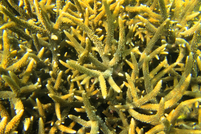 Pemandangan terumbu karang yang bisa Anda lihat saat <i>snorkeling</i>