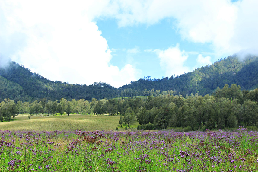 Hamparan bunga lavender yang berwarna ungu di padang Oro-Oro Ombo