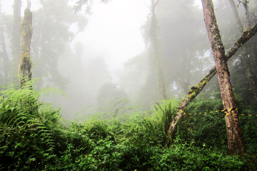Jalur trek Tambora yang cenderung hutan rapat via Desa Pancasila
