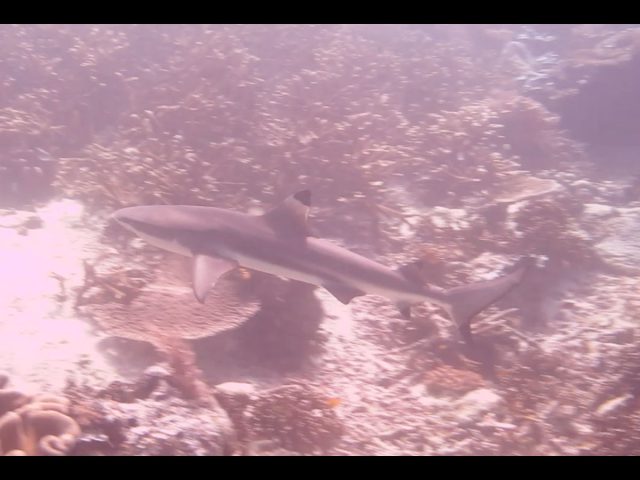 Fakta Menarik tentang Keberadaan Ikan Hiu di Raja Ampat