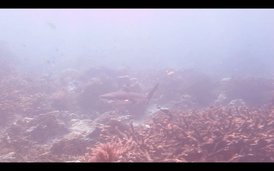 Ekosistem karang yang sangat disukai oleh kawanan hiu