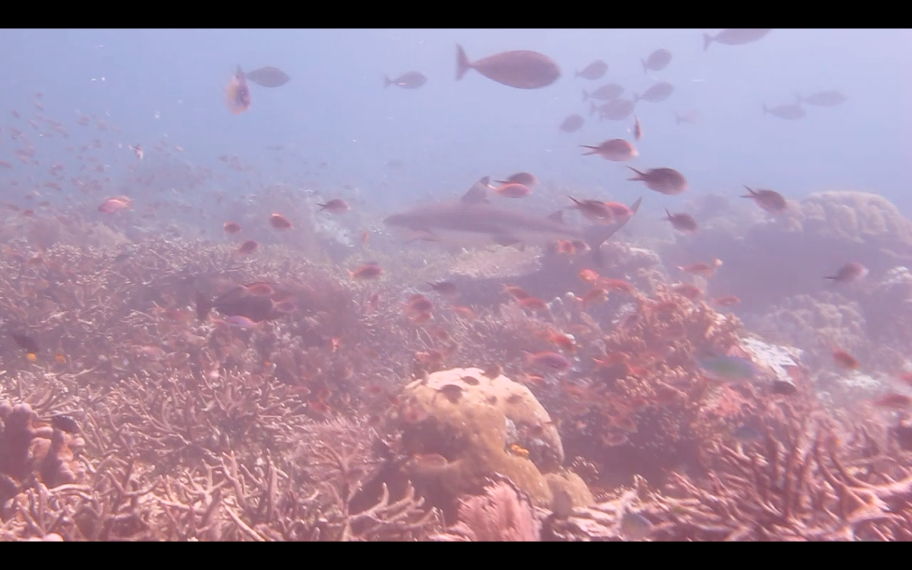 Ekosistem karang yang sangat disukai oleh kawanan hiu