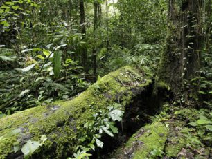Kekayaan Alam yang Menakjubkan di Taman Nasional Manusela