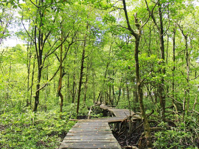 Melihat Aksi Lincah Bekantan di Hutan Wisata Mangrove Tarakan