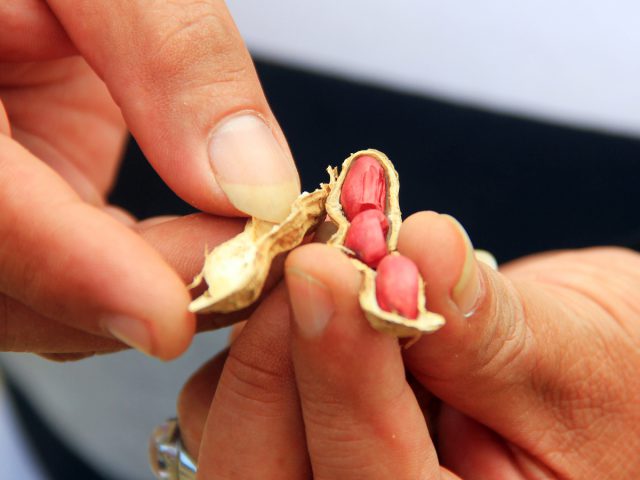Nikmatnya Kacang Sangrai Kawangkoan dari Minahasa