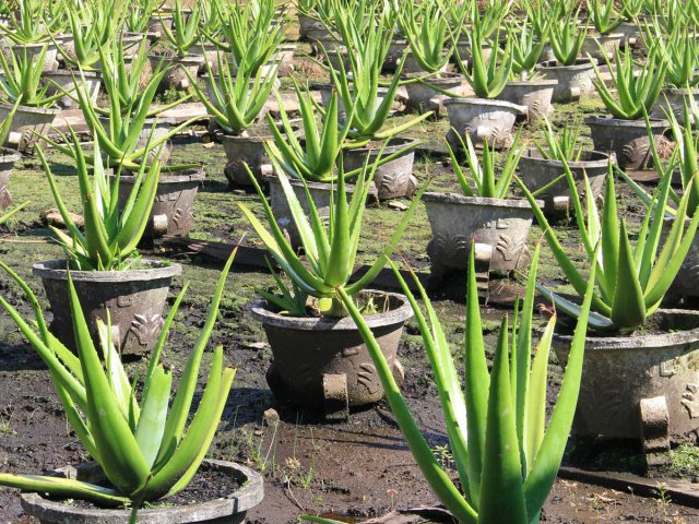 Melihat Budidaya Tanaman Lidah Buaya di UPTD Agribisnis