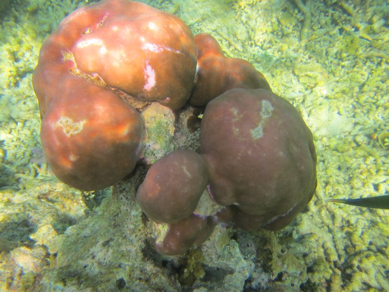 Menikmati pemandangan alam bawah laut di Pulau Payung Besar menjadi daya tarik tersendiri