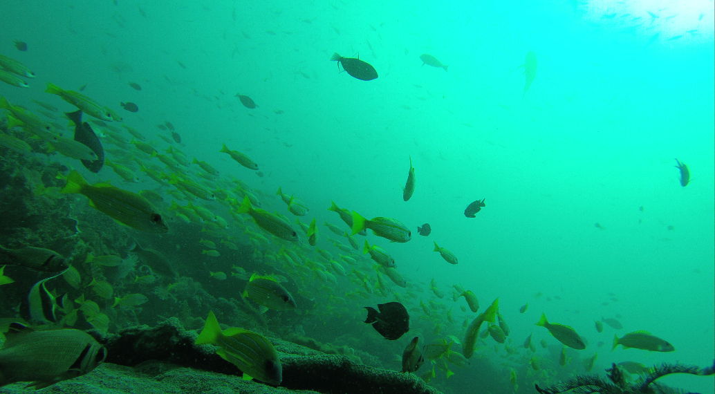 Indahnya rombongan ikan ekor kuning yang sedang berenang berkelompok