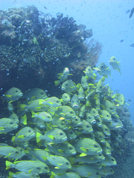 Karang-karang cantik yang menghiasi perairan Raja Ampat