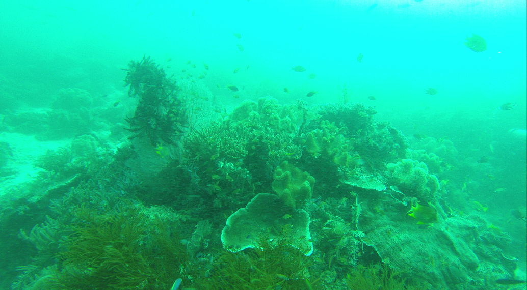 Karang-karang dengan berbagai bentuk yang menghiasi alam bawah laut Raja Ampat