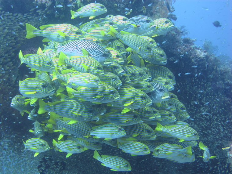 Kumpulan ikan Yellow Snapper yang selalu bergerak secara berkelompok