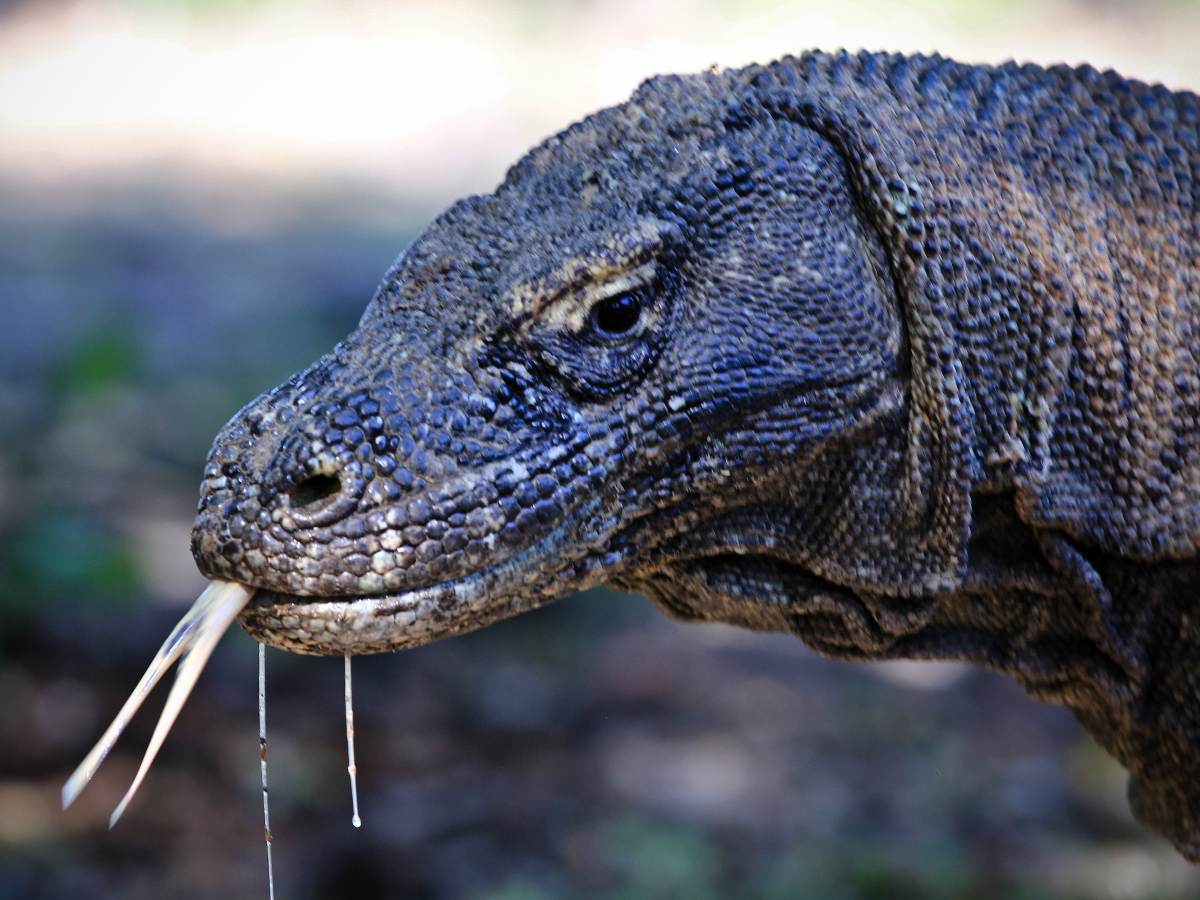 taman_nasional_komodo_1200.jpg