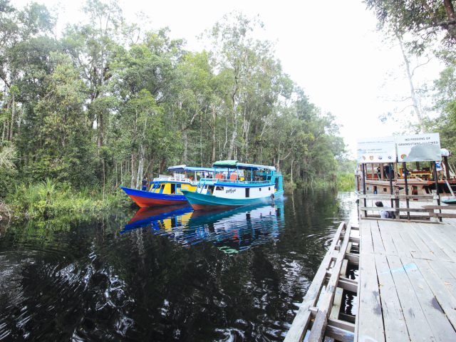 Menyapa Orangutan di Taman Nasional Tanjung Puting
